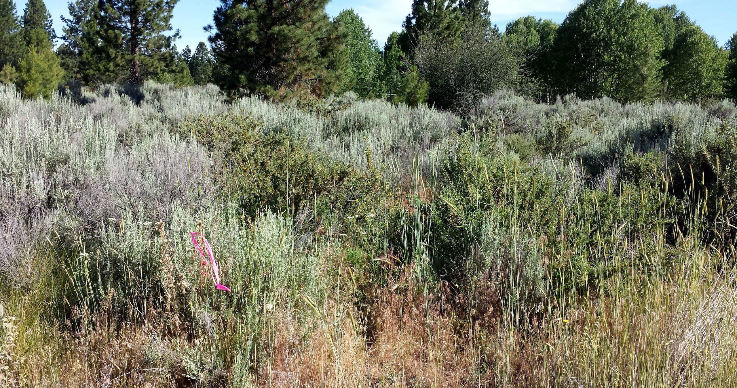 Oregon Shores B8 L14 - photo 2