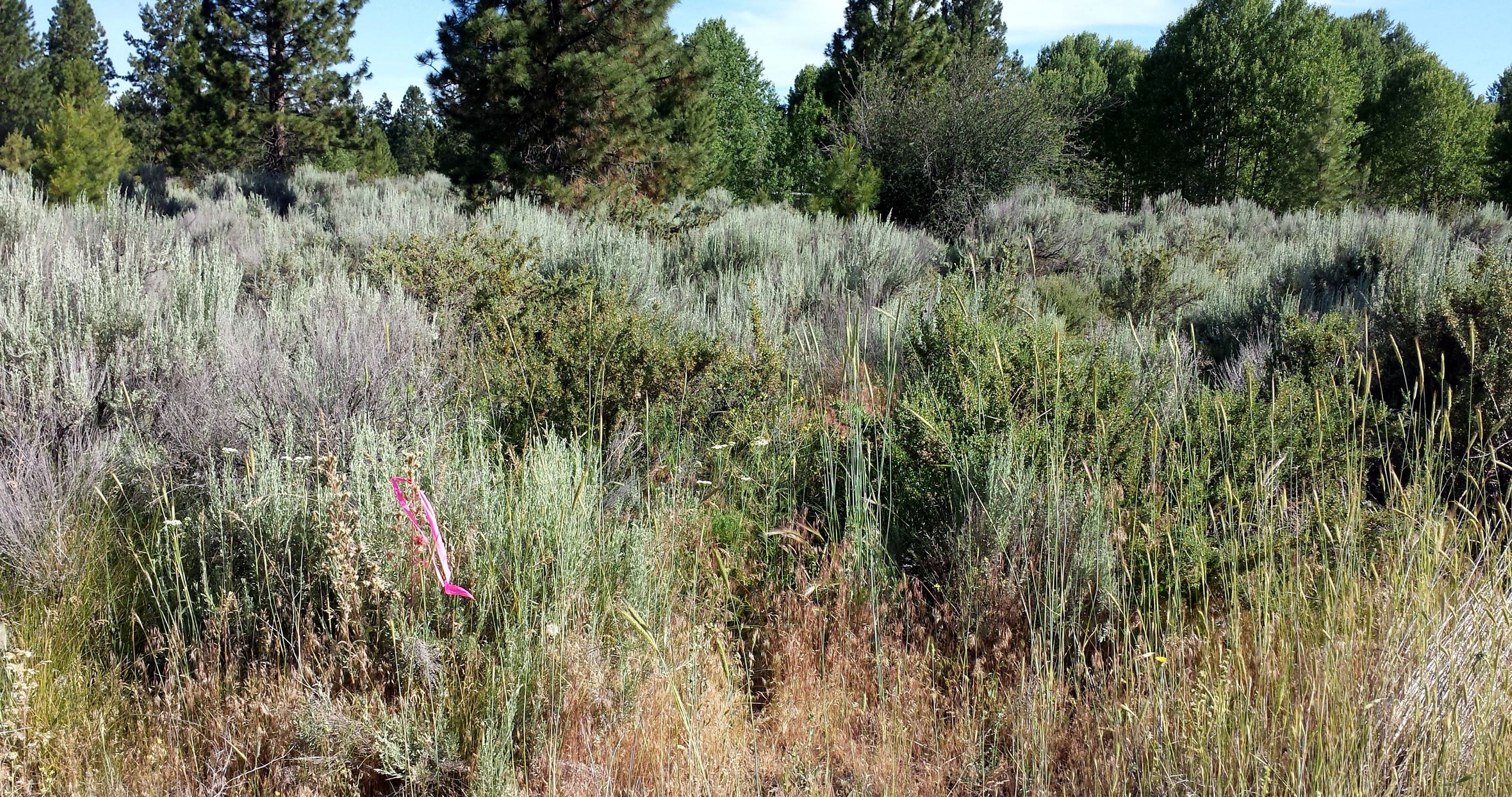 Oregon Shores B8 L14