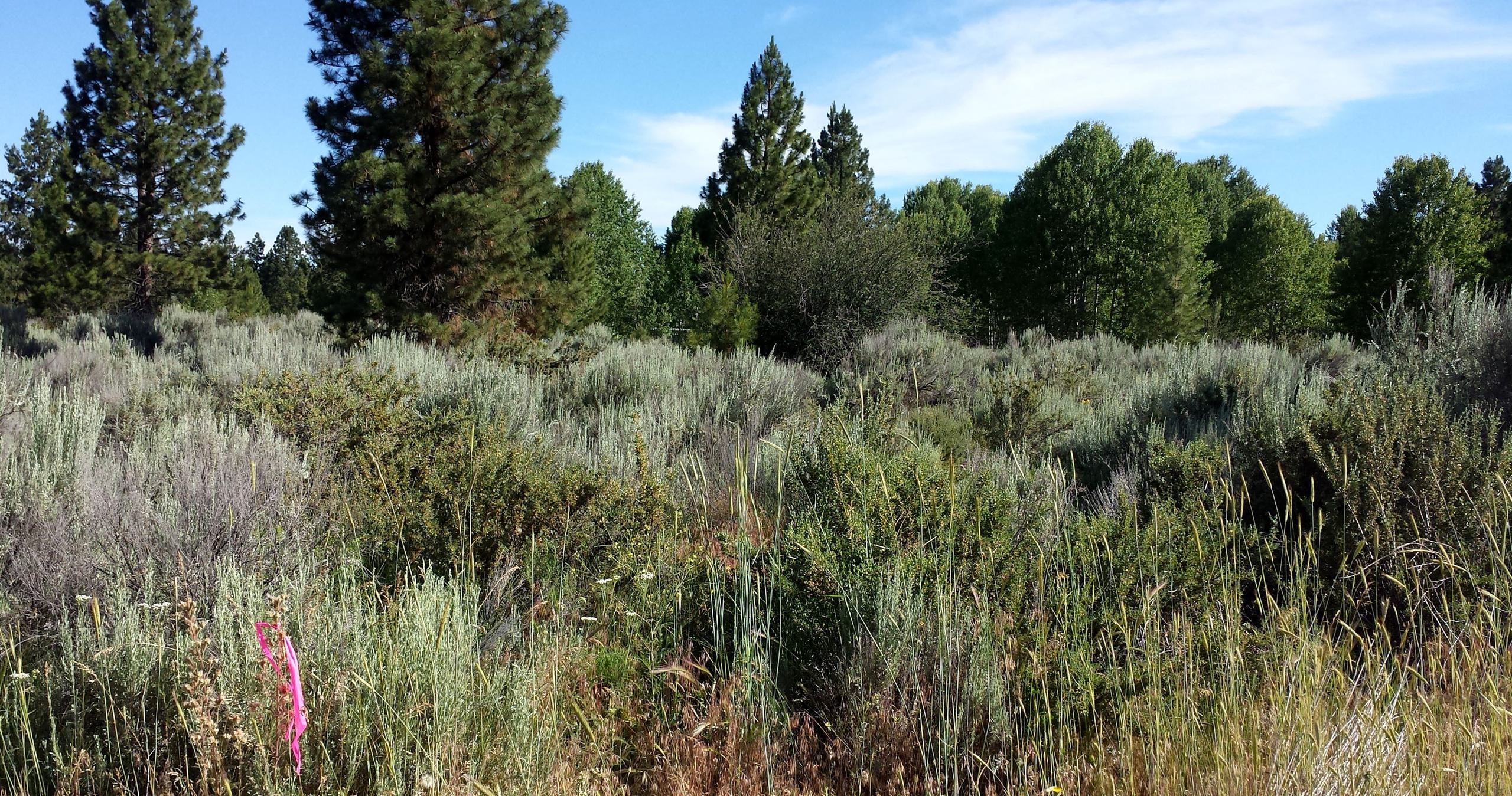 Oregon Shores B8 L14 - photo 3