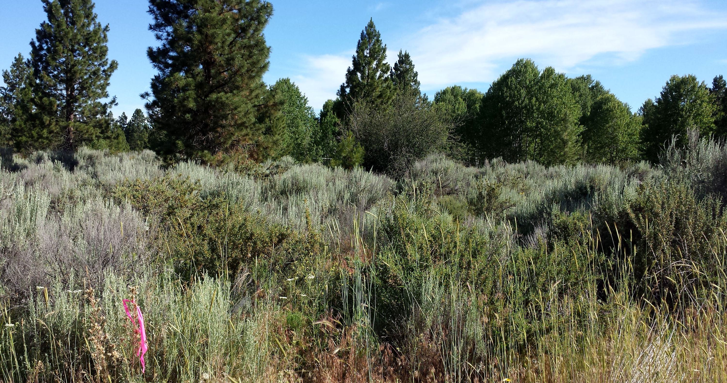 Oregon Shores B8 L14