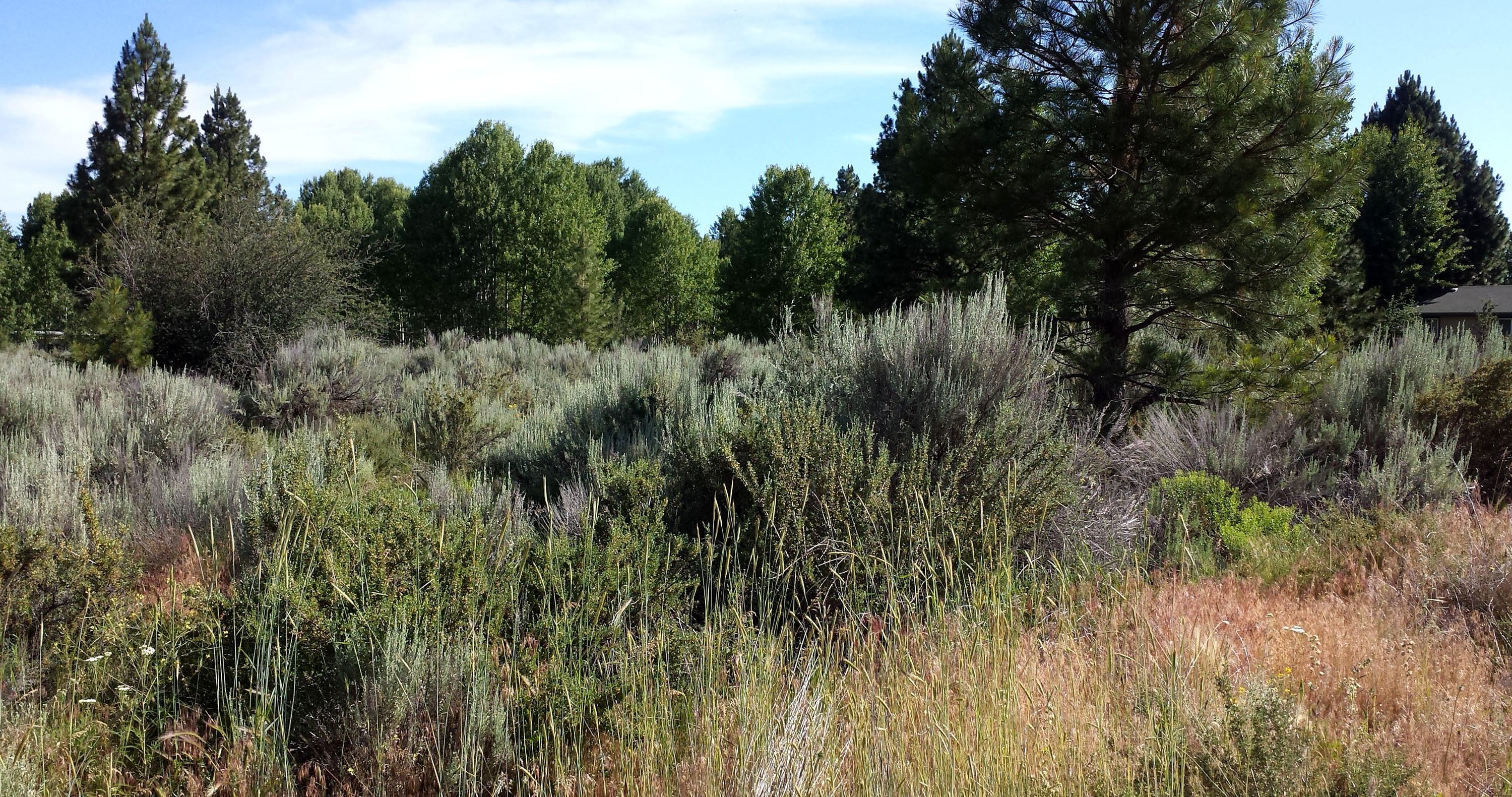 Oregon Shores B8 L14