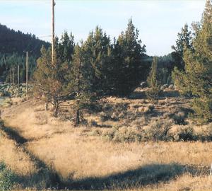 MODOC B30 L36--CALIFORNIA