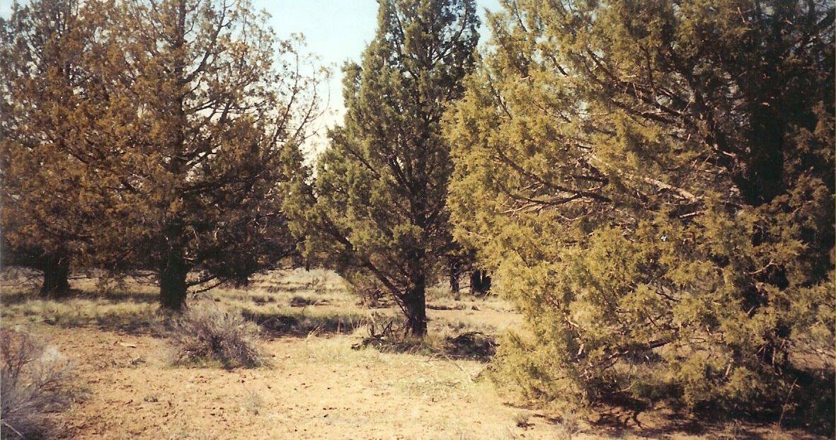 MODOC B30 L36--CALIFORNIA
