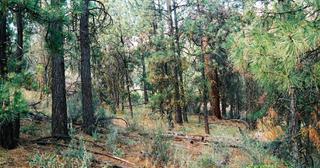1.22 acres of land for sale in Klamath County, Oregon - FMP B22 L8, photo 5 of 6