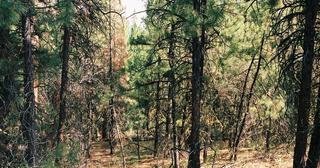 1.22 acres of land for sale in Klamath County, Oregon - FMP B22 L8, photo 3 of 6