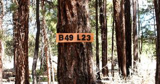 2.3 acres of land for sale in Klamath County, Oregon - KFFE Unit 2 B49 L23, photo 1 of 13