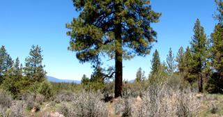2.22 acres of land for sale in Klamath County, Oregon - KFFE Unit 2 B36 L26, photo 7 of 17
