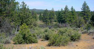 2.38 acres of land for sale in Klamath County, Oregon - KFE B38 L2, photo 7 of 14