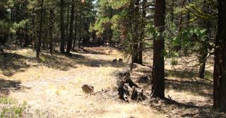 2.34 acres of land for sale in Klamath County, Oregon - KFFE Unit 1 B15 L3, photo 11 of 15