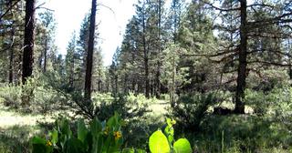 2.3 acres of land for sale in Klamath County, Oregon - KFFE Unit 2 B33 L26, photo 9 of 10