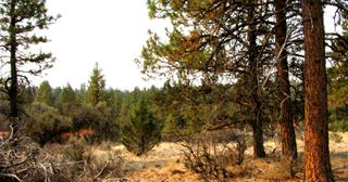 2.22 acres of land for sale in Klamath County, Oregon - KFFE Unit 2 B36 L26, photo 16 of 17