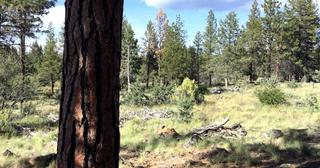 2.38 acres of land for sale in Klamath County, Oregon - Unit 2 B47 L8, photo 5 of 6