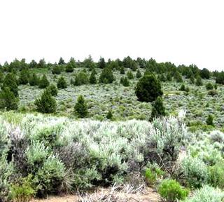 1.84 acres of land for sale in Klamath County, Oregon - Nimrod B19 L8