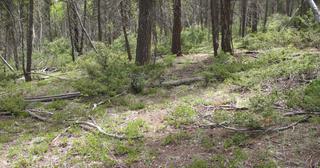 5.25 acres of land for sale in Costilla County, Colorado - SDCR B262 L5912 Unit X-2, photo 5 of 9