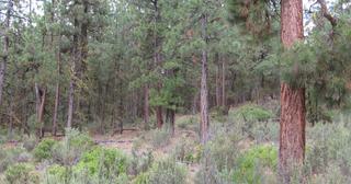 2.64 acres of land for sale in Klamath County, Oregon - SRVA B20 L26, photo 14 of 49