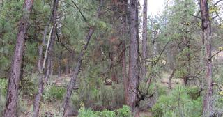 2.64 acres of land for sale in Klamath County, Oregon - SRVA B20 L26, photo 11 of 49