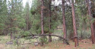 2.64 acres of land for sale in Klamath County, Oregon - SRVA B20 L26, photo 20 of 49