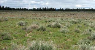 9.89 acres of land for sale in Klamath County, Oregon - Sycan B14 L3D, photo 8 of 11