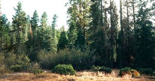 9.66 acres of land for sale in Klamath County, Oregon - Sycan B2 L2D, photo 10 of 12