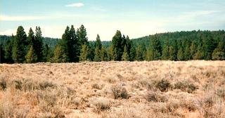 9.66 acres of land for sale in Klamath County, Oregon - Sycan B2 L2D, photo 11 of 12