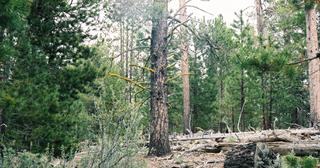 9.66 acres of land for sale in Klamath County, Oregon - Sycan B2 L2D, photo 3 of 12