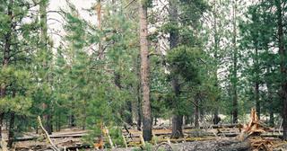 9.66 acres of land for sale in Klamath County, Oregon - Sycan B2 L2D, photo 9 of 12