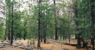 9.66 acres of land for sale in Klamath County, Oregon - Sycan B2 L2D, photo 5 of 12