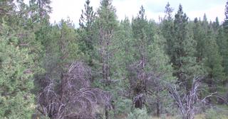 2.09 acres of land for sale in Klamath County, Oregon - KFFE B116 L3, photo 11 of 20