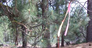 2.09 acres of land for sale in Klamath County, Oregon - KFFE B116 L3, photo 4 of 20