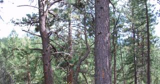 2.09 acres of land for sale in Klamath County, Oregon - KFFE B116 L3, photo 7 of 20
