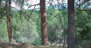 2.09 acres of land for sale in Klamath County, Oregon - KFFE B116 L3, photo 8 of 20