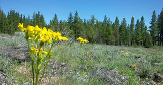 4.74 acres of land for sale in Klamath County, Oregon - Oregon Pines B30 L3&4, photo 4 of 12