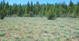 4.74 acres of land for sale in Klamath County, Oregon - Oregon Pines B30 L3&4, photo 11 of 12