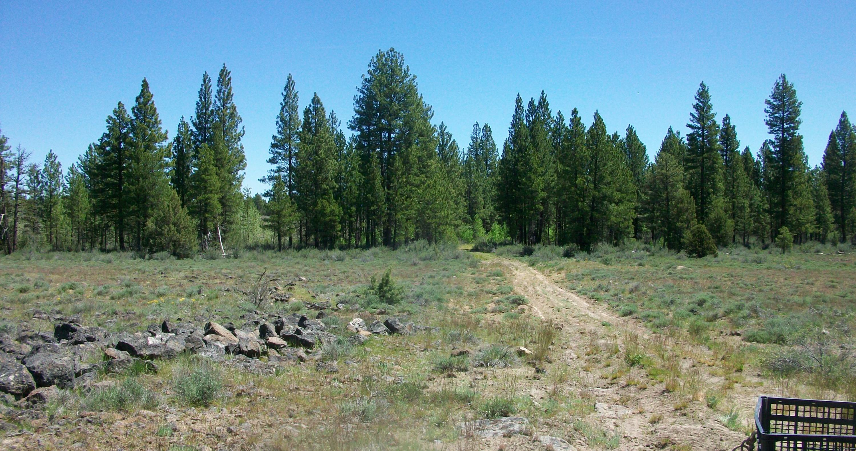 Oregon Pines B30 L3&4