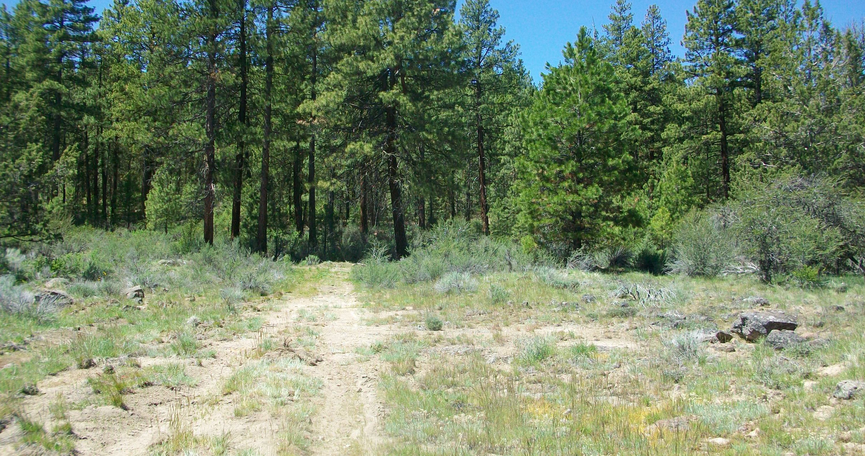 Oregon Pines B30 L3&4