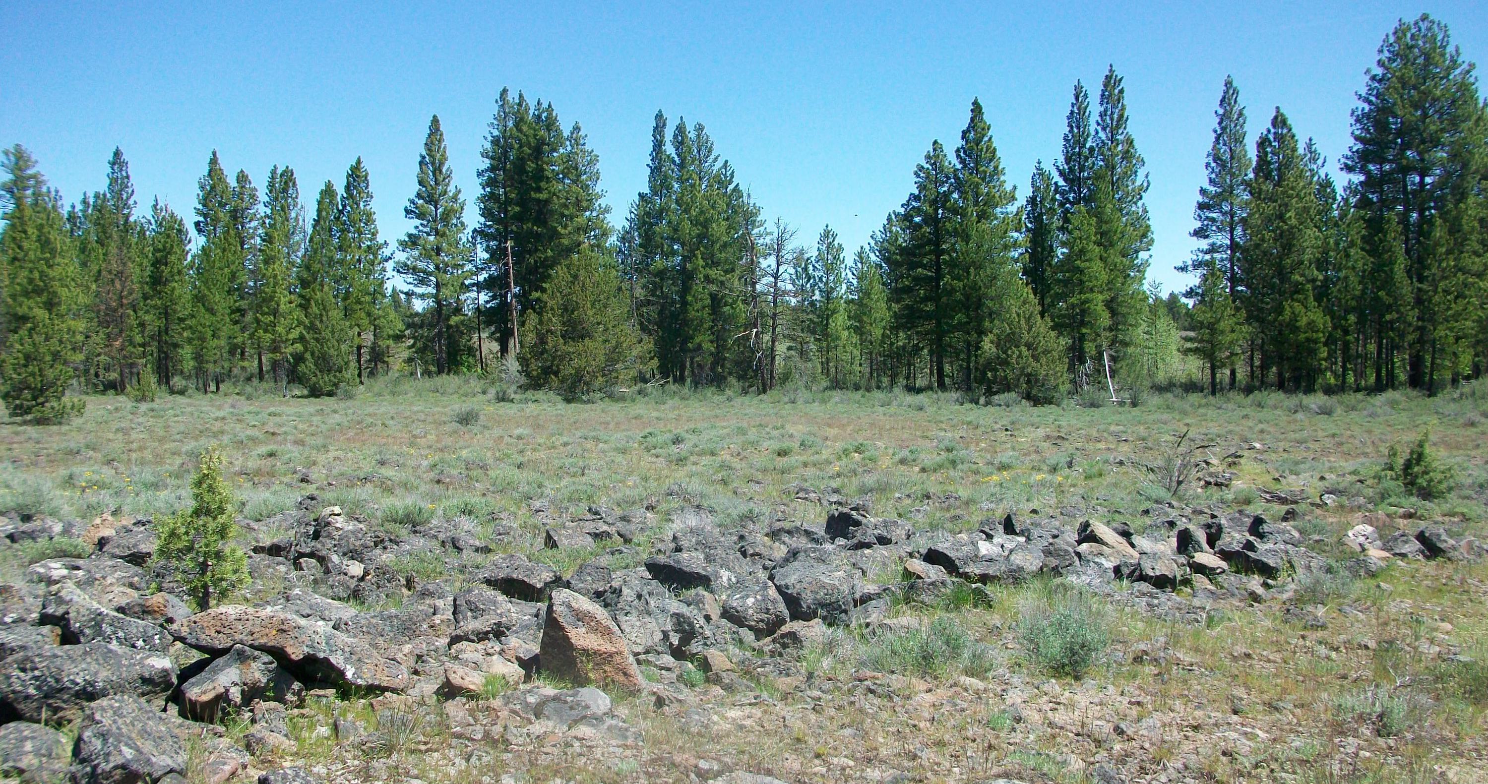 Oregon Pines B30 L3&4