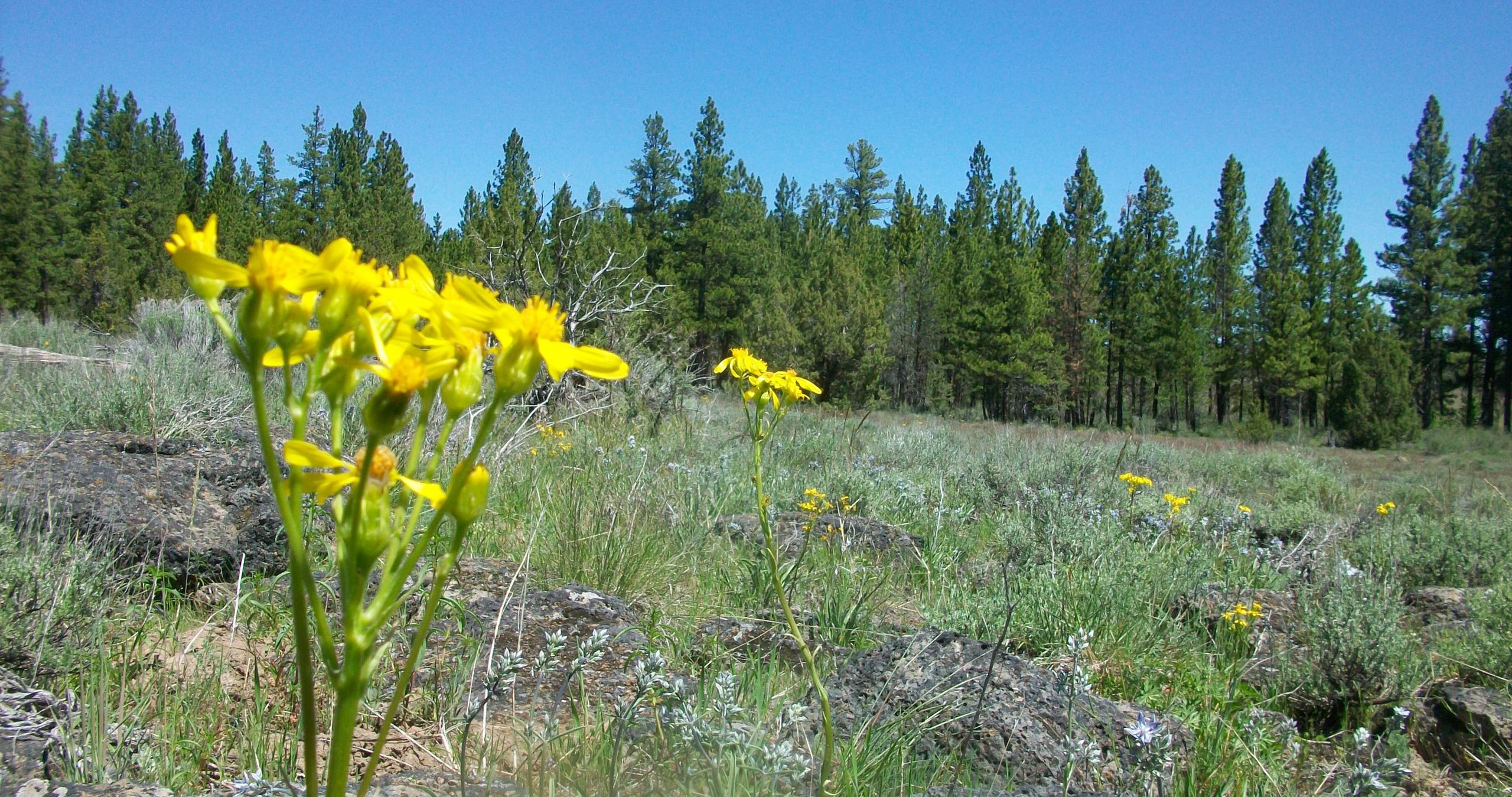 Oregon Pines B30 L3&4 - photo 4