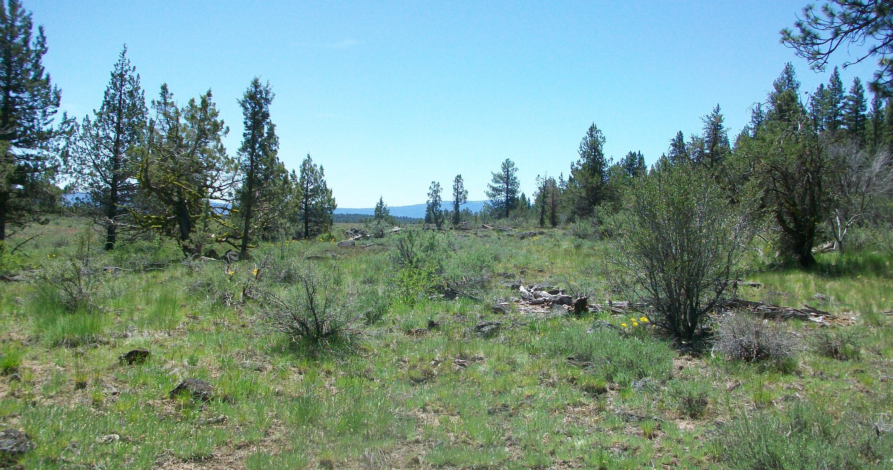 Oregon Pines B30 L3&4