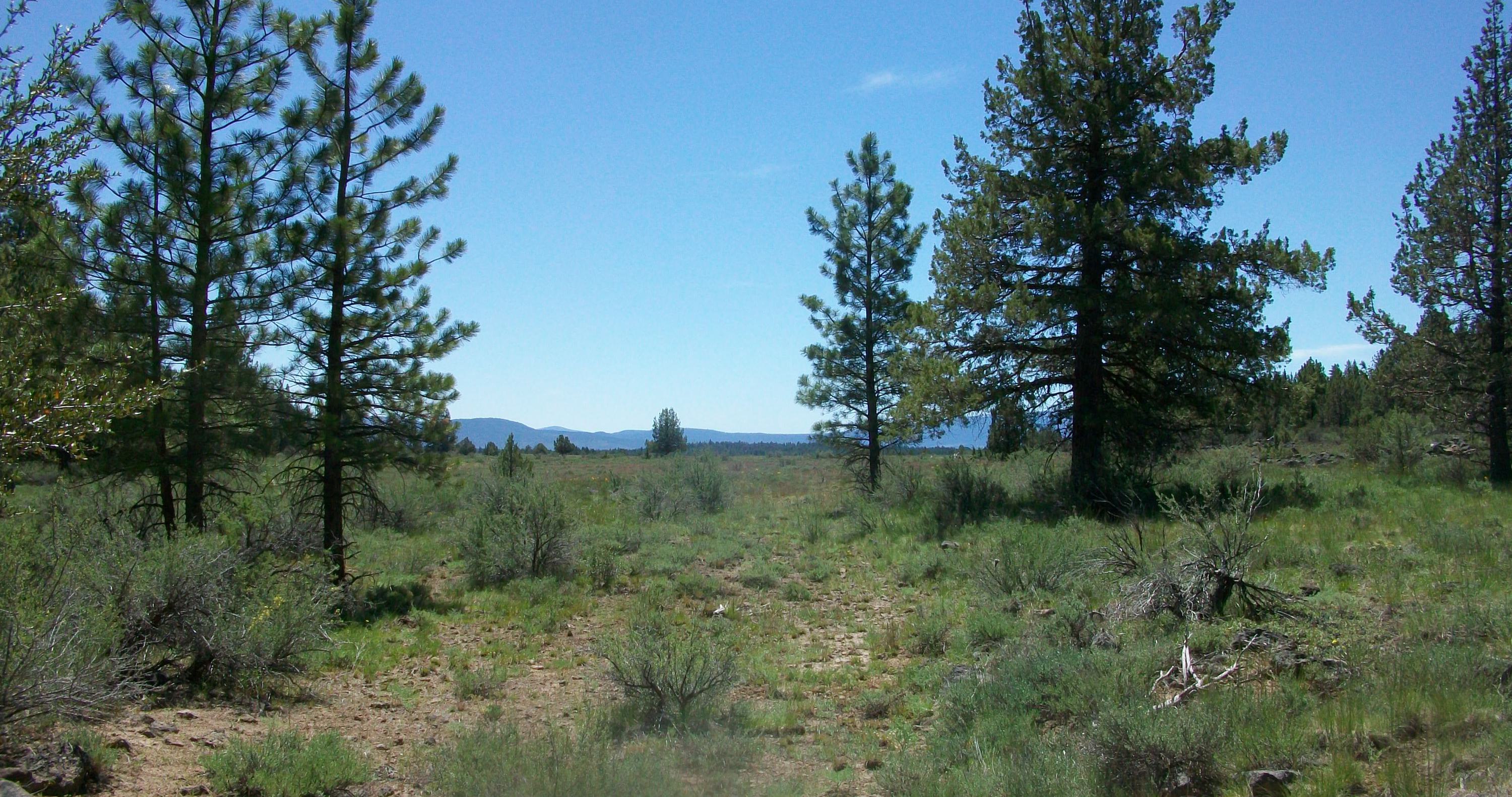 Oregon Pines B30 L3&4