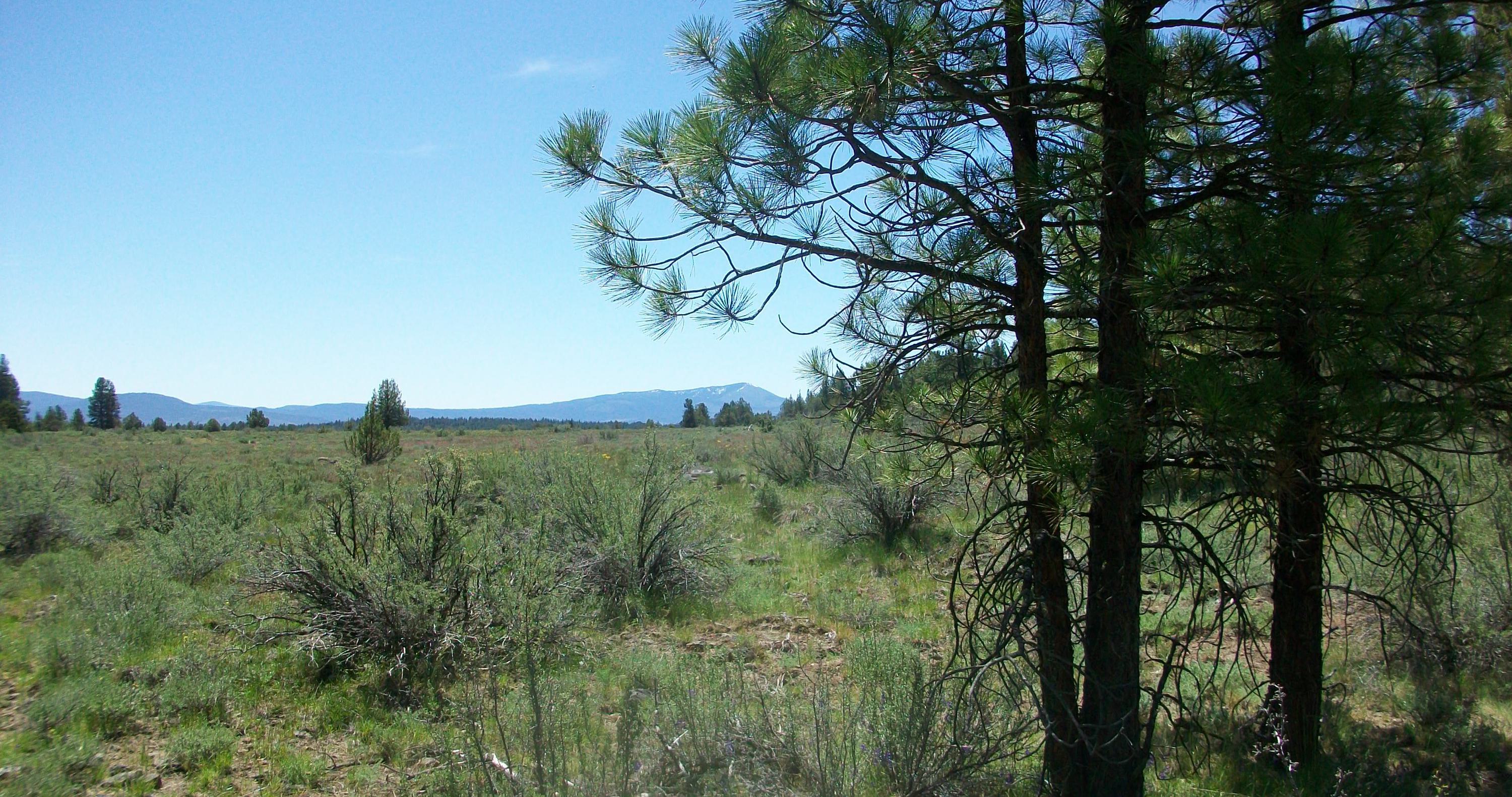 Oregon Pines B30 L3&4