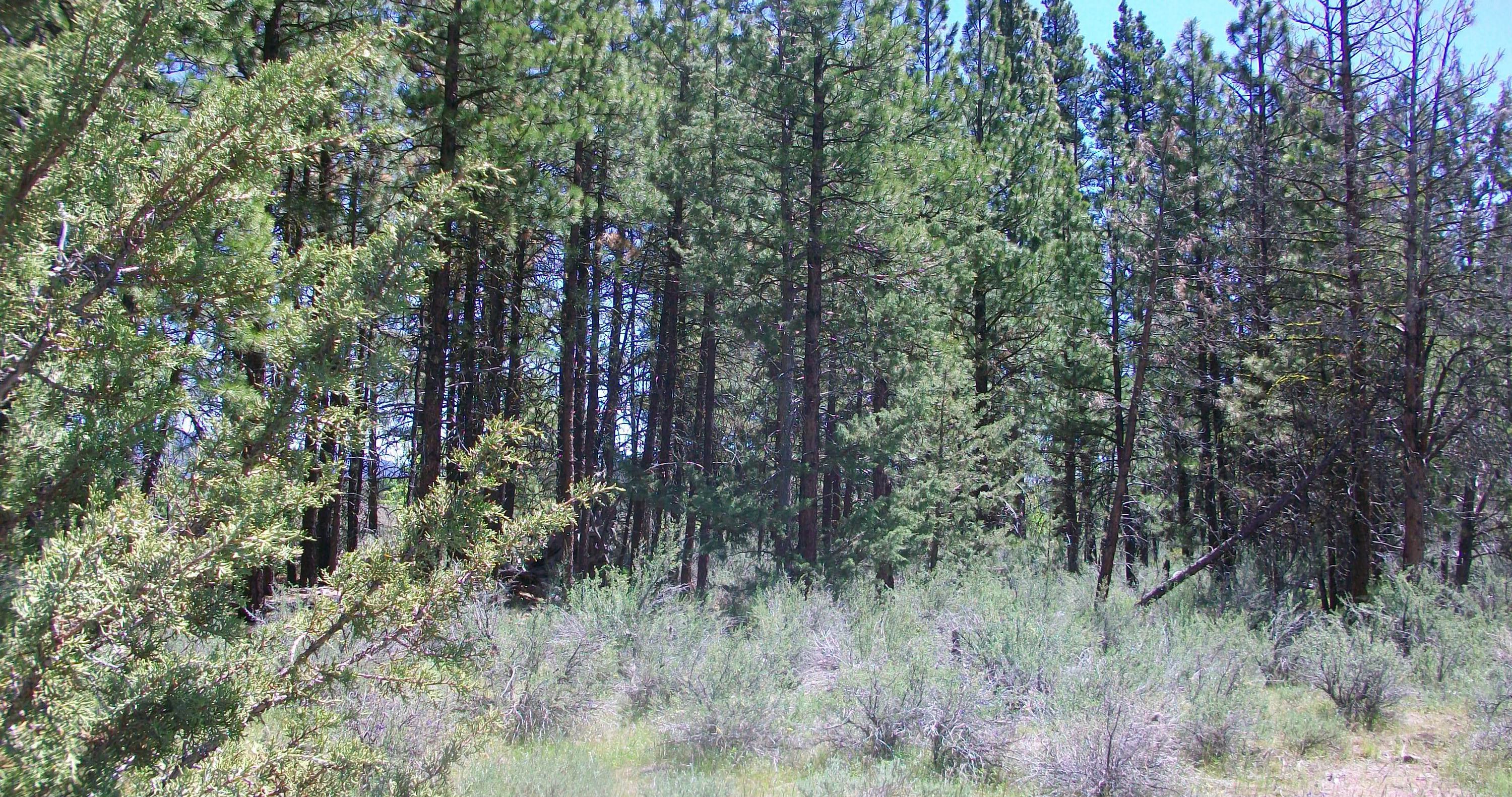 Oregon Pines B30 L3&4