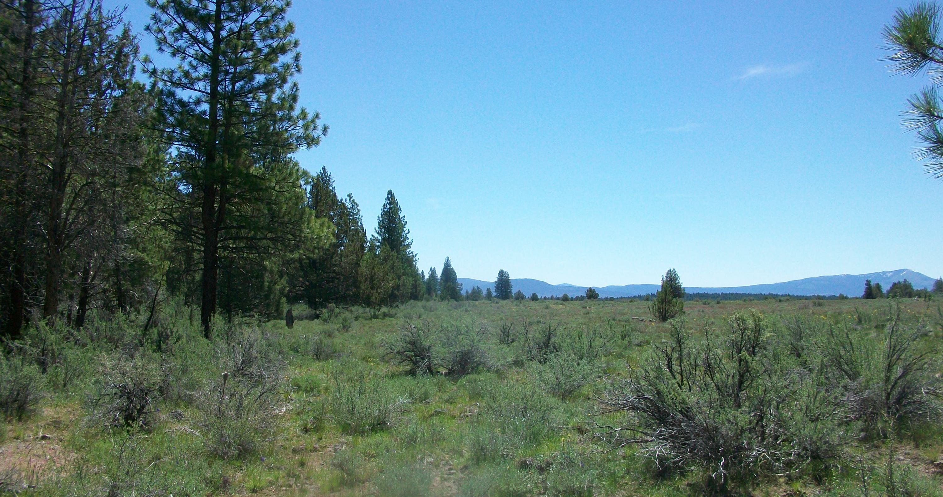 Oregon Pines B30 L3&4