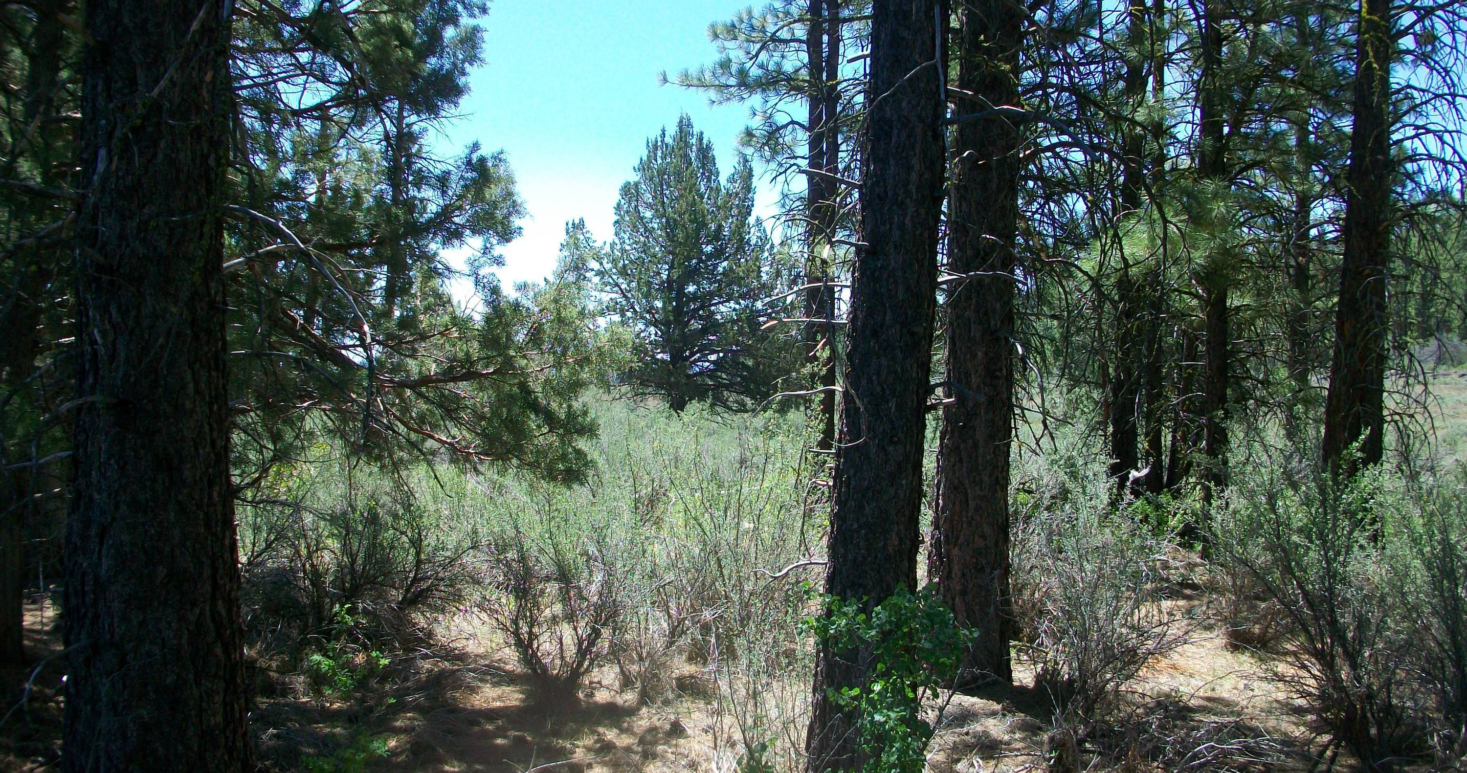 Oregon Pines B30 L3&4