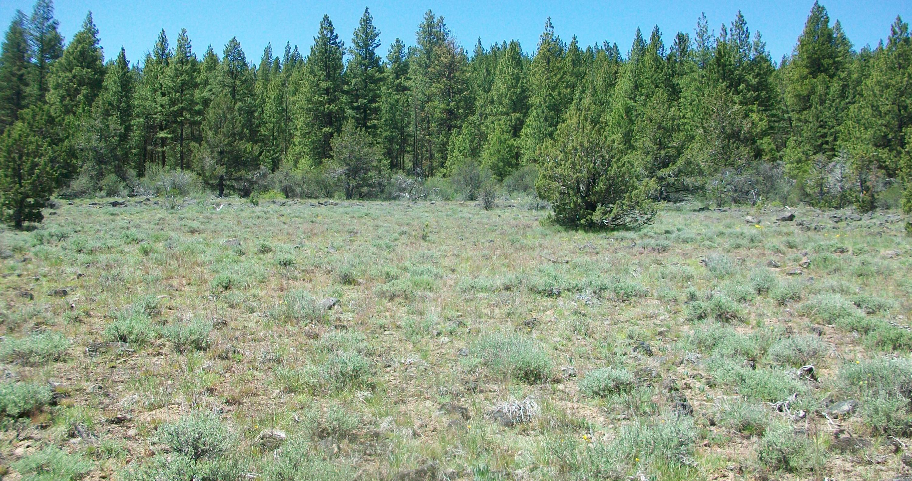 Oregon Pines B30 L3&4