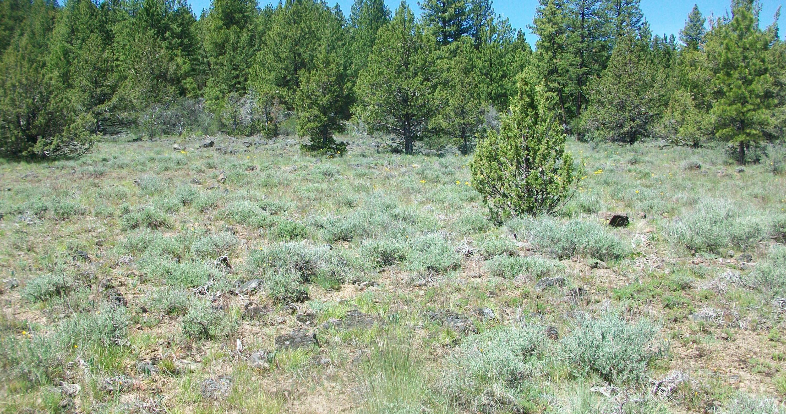 Oregon Pines B30 L3&4